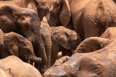 Elefanten | Südafrika